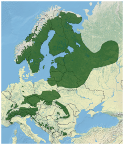 Mapa rozšíření Picea abies.