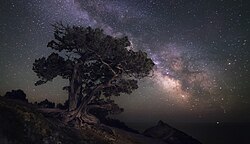 De nuit un arbre majestueux se détache sur un ciel étoilé.