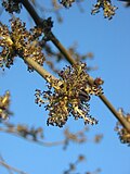 Bunga-bunga F. excelsior