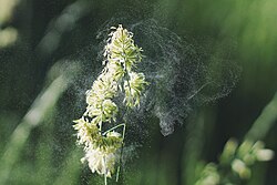 Cat grass (Dactylis glomerata) spreading pollen by wind