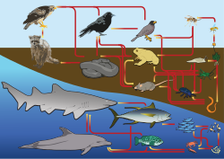 Diagrama das relações alimentares entre aves e animais terrestres e aquáticos