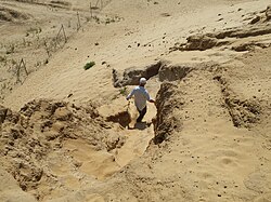 A view downhill of a landscape consisting of yellow lithified sand dunes. There is a man in a light coloured shirt and a cap descending the slope, making his way been two projecting parts of the dune, and moving away from the camera.