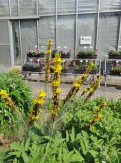 Thumbnail for File:Nový Dvůr (Stěbořice), arboretum, výsadba u skleníku (6).jpg
