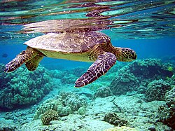 A sea turtle being reflected in the water surface above