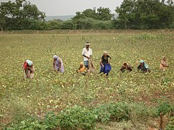 Indian farmers.jpg