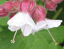 rijpe opengespleten stempel van Geranium_macrorrhizum