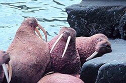 Lima ekor walrus di karang berbatu