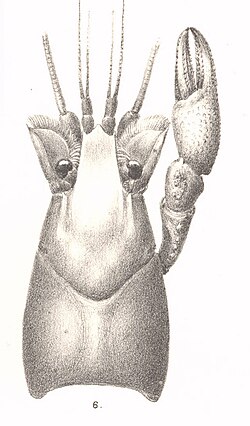 FMIB 53493 Cambarus Montezumae, var trideus Von Mart Female Mexico.jpeg