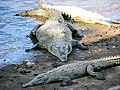 Hegyesorrú krokodil