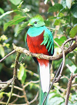 Burung quetzal jantan berwarna hijau dan merah