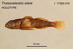 Thalasseleotris adela; Thalasseleotrididae
