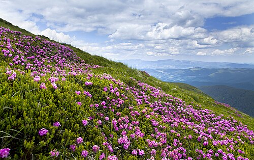 The rhododendrons at the Chornohora valley