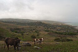 Cattle grazing in a hillside field overlooking Rivière Cocos.