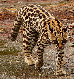 Tigrillo (Leopardus tigrinus)