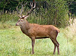 Cerf élaphe.
