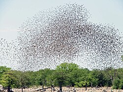  massive flock of tiny birds seen from distance so that birds appear as specks