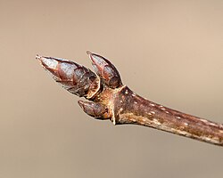 Sugar maple terminal bud