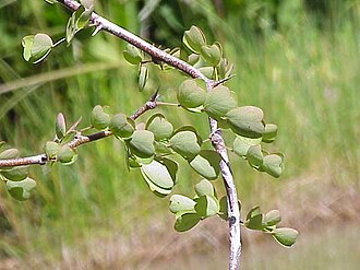 Haematoxylum campechianum