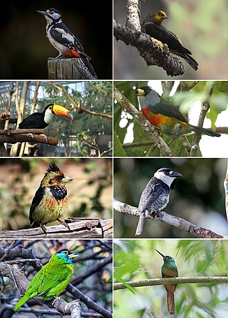 Piciformes_collage