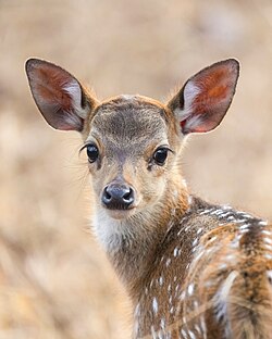 Newborn in Ranthambore National Park