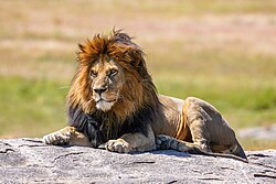 020 The lion king Snyggve in the Serengeti National Park Photo by Giles Laurent.jpg