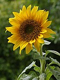Example sunflower image