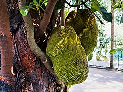 Jackfruit