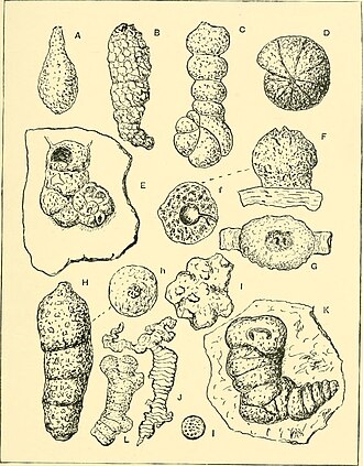 Página ilustrada de um livro de 1902 com desenhos de foraminíferos.