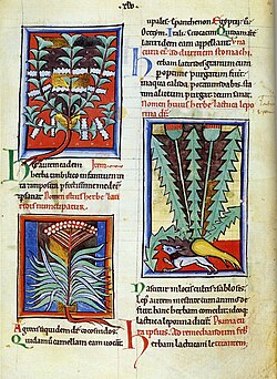 Erbario inglese del 1200 circa