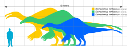Size comparison