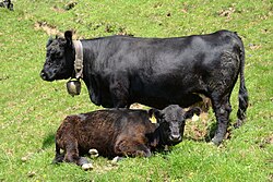Aberdeen Angus, a popular small breed, shown here in Austria with a traditional cattle bell