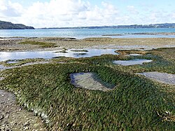 A dense patch of a green seagrass on a mud flat near the water edge