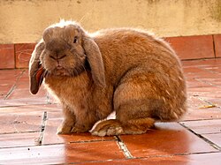 A brown rabbit sitting on tiled floor with its ears lying flat along the sides of its head