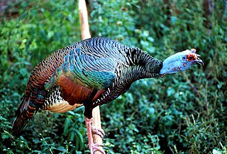 Pavo Ocelado (Meleagris ocellata)