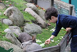 Gray rabbits in an enclosure with a boy wearing a blue sweater and glasses holding a green leaf to feed the rabbits