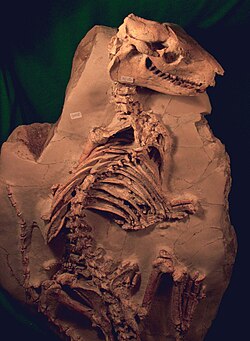 Esqueleto fóssil parcialmente preservado de um pequeno mamífero incrustado em rocha sedimentar. O fóssil mostra o crânio, a coluna vertebral, as costelas e parte dos membros anteriores.