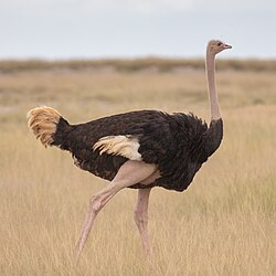 Photograph of a ostrich standing and facing right in a field.