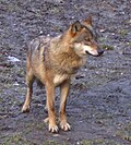 Canis lupus