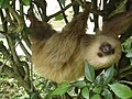 Choloepus