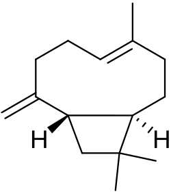 beta-caryophyllene