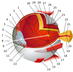 1:posterior segment 2:ora serrata 3:ciliary muscle 4:ciliary zonules 5:Schlemm's canal 6:pupil 7:anterior chamber 8:cornea 9:iris 10:lens cortex 11:lens nucleus 12:ciliary process 13:conjunctiva 14:inferior oblique muscule 15:inferior rectus muscule 16:medial rectus muscle 17:retinal arteries and veins 18:optic disc 19:dura mater 20:central retinal artery 21:central retinal vein 22:optic nerve 23:vorticose vein 24:bulbar sheath 25:macula 26:fovea 27:sclera 28:choroid 29:superior rectus muscle 30:retina