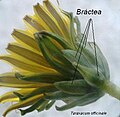 Conjunt de bràctees de l'involucre d'una planta de la família de les asteràcies.