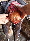 one-day-old case, being emptied with 3 needles