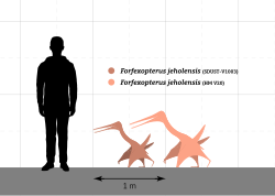 Taille des spécimens de Forfexopterus par rapport à celle d'un humain.
