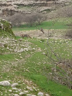 روباه و بلبل گوشسفید، بهبهان
