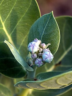 Buds