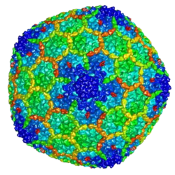 An Arc protein-producing gene capsid of viral gag origin.