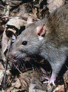 Bruine rat