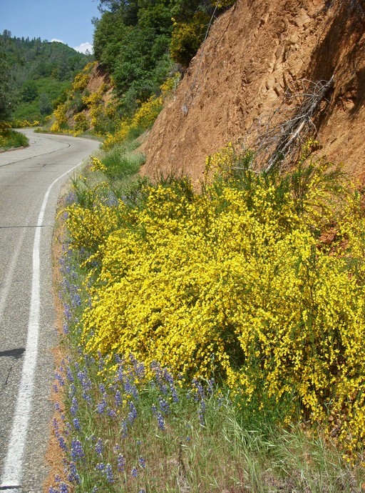 Cytisus scoparius_infestation_copyright2008_NealKramer