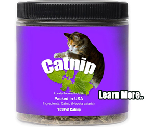 Catnip for cats Catnip